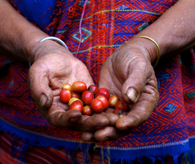 Person holding coffee cherries